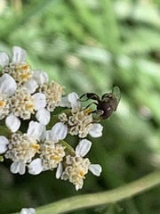 Syritta pipiens