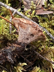 Hydnellum peckii