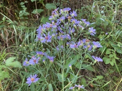 Symphyotrichum laeve