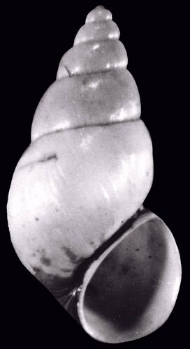 New Zealand Mudsnail