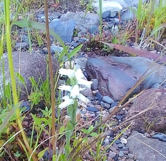 Spiranthes incurva