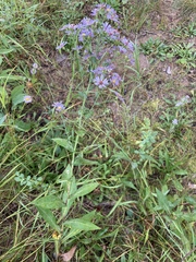 Symphyotrichum laeve