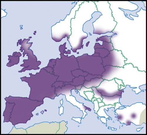 New Zealand Mudsnail