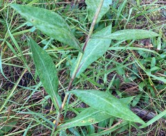 Symphyotrichum laeve