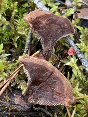 Hydnellum peckii