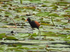 Jacana jacana