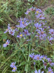 Symphyotrichum laeve