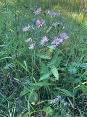 Symphyotrichum laeve