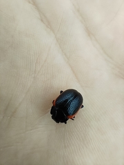 Chrysolina