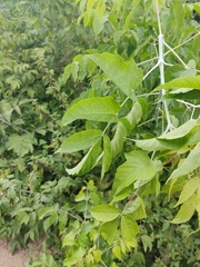 Acer negundo