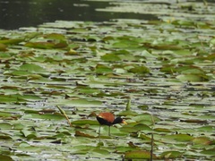 Jacana jacana