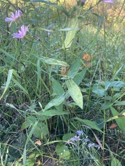 Symphyotrichum laeve