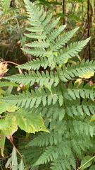 Dryopteris carthusiana