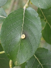 Euura pedunculi