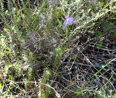 Lobelia capillifolia