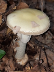 Amanita lavendula