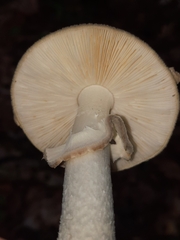 Amanita lavendula