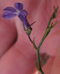 Lobelia capillifolia