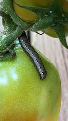 Spodoptera frugiperda