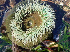 Anthopleura xanthogrammica