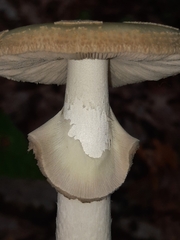 Amanita lavendula