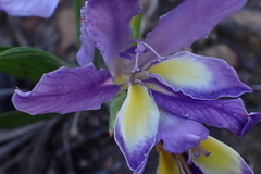 Babiana patula