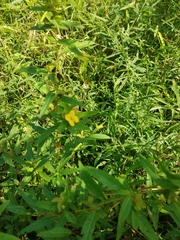 Ludwigia alternifolia