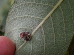 Euura pedunculi