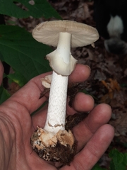 Amanita lavendula