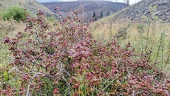 Ribes leptanthum