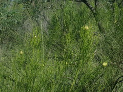 Baccharis sarothroides