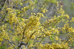 Geoffroea decorticans