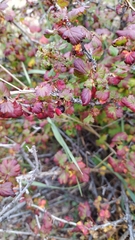 Ribes leptanthum