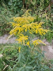 Solidago canadensis