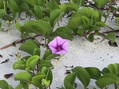 Ipomoea pes-caprae