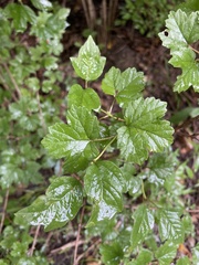 Viburnum