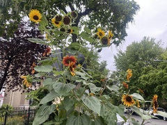 Helianthus annuus