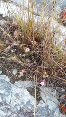Lampranthus falcatus