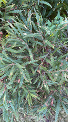 Comptonia peregrina