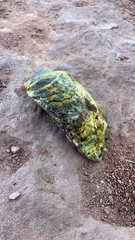 Crassostrea virginica