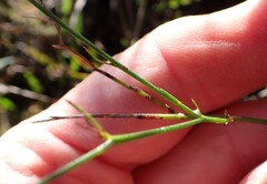 Lobelia capillifolia