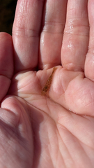 Crangon septemspinosa