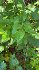 Vaccinium myrtilloides