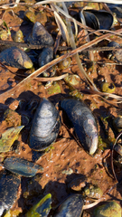 Mytilus edulis