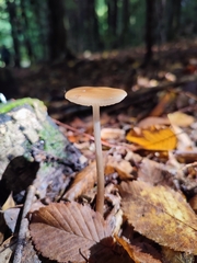 Oudemansiella