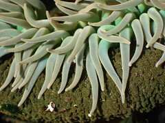 Anthopleura xanthogrammica