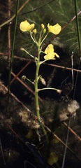 Utricularia foliosa