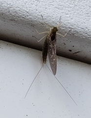 Callibaetis