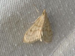 Paracorsia repandalis