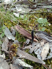 Geoglossum australe